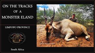 Giant Eland hunt in Limpopo South Africa