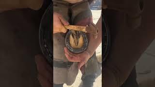 New Shoes, New Life: Hoof Repair for Rescued Horses #AnimalRescue #HoofTrimming part 2