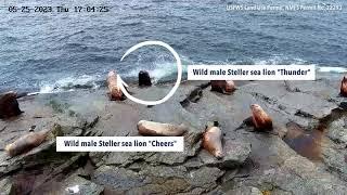 Wild Steller sea lions "Thunder" and "Cheers" Fighting for Territory: Chiswell Island Research 2023