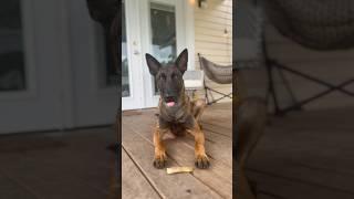 Trying out treat that hooman made us #tastetest #asmrsounds #asmreating #pets #dog #belgianmalinois