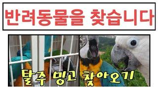 [#앵집사] 탈주한 앵무새 찾아오기
