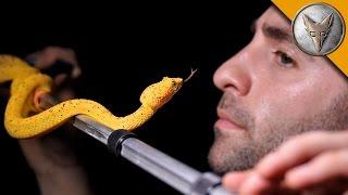 FACE TO FACE with a Venomous Snake!