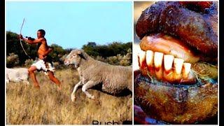 Cooking Sheep Head Lamb Chops GRAPHIC! Hunting and Cooking Africa