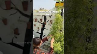 Terrace Garden Makeover Part 3 | Wall Crack to Plant Art | Budget-Friendly DIY Idea #plants #shorts
