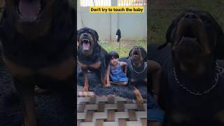 Rottweiler with baby | dog shorts | #shorts #short #viral #dog