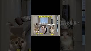#貓meme小劇場 #貓meme #funny #搞笑  #小故事 #cat #cute #memes
