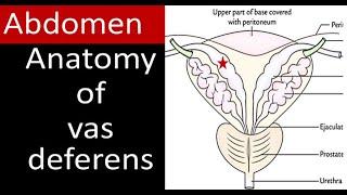 Vas Deferens Anatomy with Clinical Perspectives: Everything You Need to Know