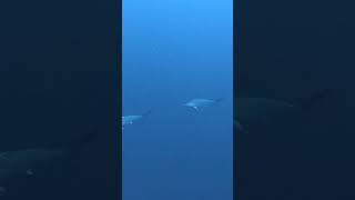 Дайвер повернул голову и увидел двух акул молотов #shorts #sharks