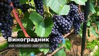 Обзор моего виноградника в открытом грунте на начало августа