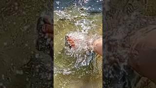 playing in water #water #nature everything available #shorts