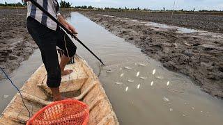 Kích Ngây Ổ Cá ĐÓI TRẮNG Ở Ao Tôm Càng | Fish Size