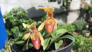 The beauty of helen orchids