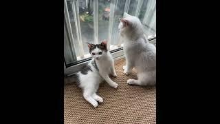 周末快乐日常碎片！#猫咪