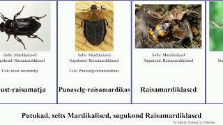 Putukad, selts Mardikalised, sugukond Raisamardiklased insect suur-raisamardikas sile-raisamatja