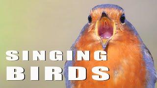 SINGING BIRDS