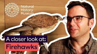 How do some birds use wildfires to their advantage? | A closer look at firehawks