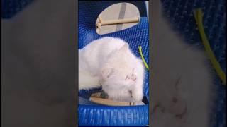 Most Beautiful Cat #viral #shortvideos #cat #cats #catlover