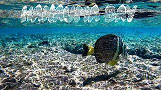 Unbelievable Snorkeling at Hanauma Bay Oahu, Hawaii