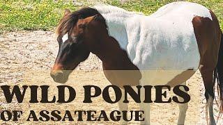 Searching for wild ponies on Assateague Island - Maryland