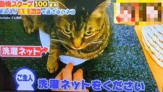 Rare footage of the ferocious cat Tenchan on TV!