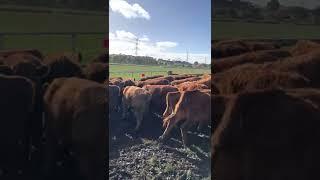 Ware P/Co Hicks Beef Weaner Steers 2022