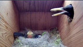 21st May 2021 - We lost a chick / another uninvited guest - Blue tit nest box live camera highlights