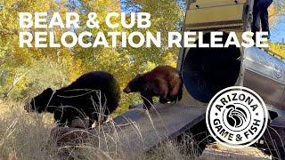 AZGFD Crown King bear and cub release