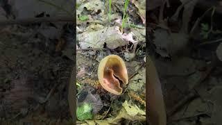 Оце так ГРИБНА несподіванка!  #mushroom