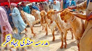 Madrasa bakra mandi makhi cheene breeder bakre|NO1 quality wale bakre