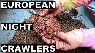 European Night Crawlers in the Wedge System- Prep for Vermi Wedge