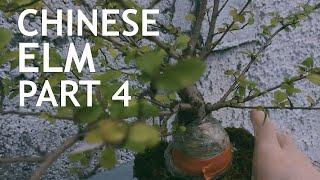 Chinese Elm Bonsai From Amazon, Part 4