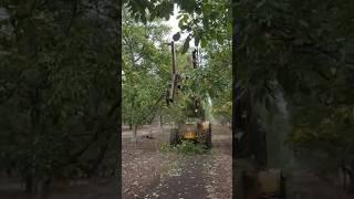 Amazing Tree Cutting & Trimming Machine | Powerful Fast Harvester Giant Excavator Satisfying Video