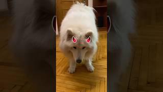 Вселяется дьявол  #самоед #собака #dog #animals #pets #собакиулыбаки #samoyed #смешно #dance