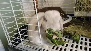 Rabbit Eating Papaya Leaves.