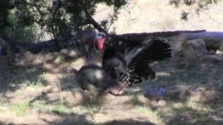 Gregs Strait's 2nd Mexico Goulds Turkey Hunt with Jay Scott