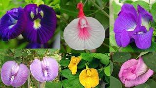 18 Types of Aparajita Flowers(Butterfly Pea)