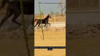 Marwari Mare Walking Queen