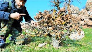 Oak Yamadori Hunting High On The Mountain Vol. 3 - Relaxing Bonsai Inspiration From Nature