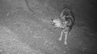 CDFW - New Wolf Pack Discovered In Tulare County