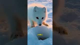 애교부리는 북극여우 ㅋㅋ