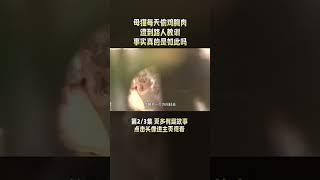 2/3 母猫每天偷鸡胸肉，遭到路人教训，事情真的是如此吗？ #奇闻 #猫咪 #母爱