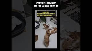 고양이가 환장하는 장난감 추천