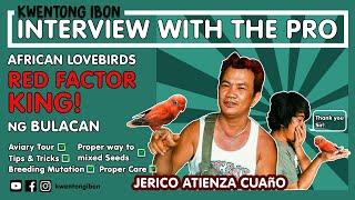 PAANO MAG SUCCEED SA PAG AALAGA NG MGA HIGH MUTE NA IBON KASAMA SI JERICO | THE RED FACTOR KING