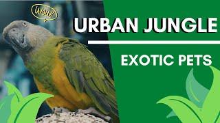 Urban Jungle - Exotic Pets