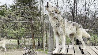 Howling at Wolfdogs at Howling Woods Farm in New Jersey [With subtitles]