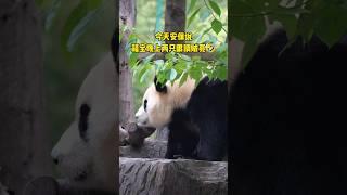 5.26福宝吃饱了就来到树洞上睡觉了，闭园也没有醒来，估计晚上又要做“猫头鹰”了安保说福宝晚上两只眼睛贼亮把我笑的前仰后合那个场景能想象到#大熊猫 #大熊猫福宝 #panda #푸바오