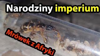 Narodziny Dark Gold Empire Ants - Camponotus maculatus #mrówki #owady #zwierzęta #owady