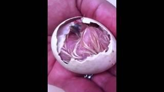An Owl Hatchling! | TRR