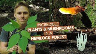 Incredible Plants & Mushrooms In A Hemlock Forest