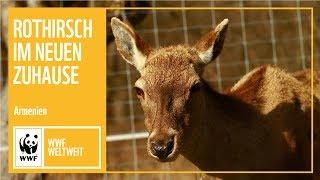 Armenien: Rothirsche finden ein neues Zuhause | WWF weltweit | WWF Deutschland